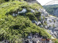 Juniperus-sabina_ценопопуляция